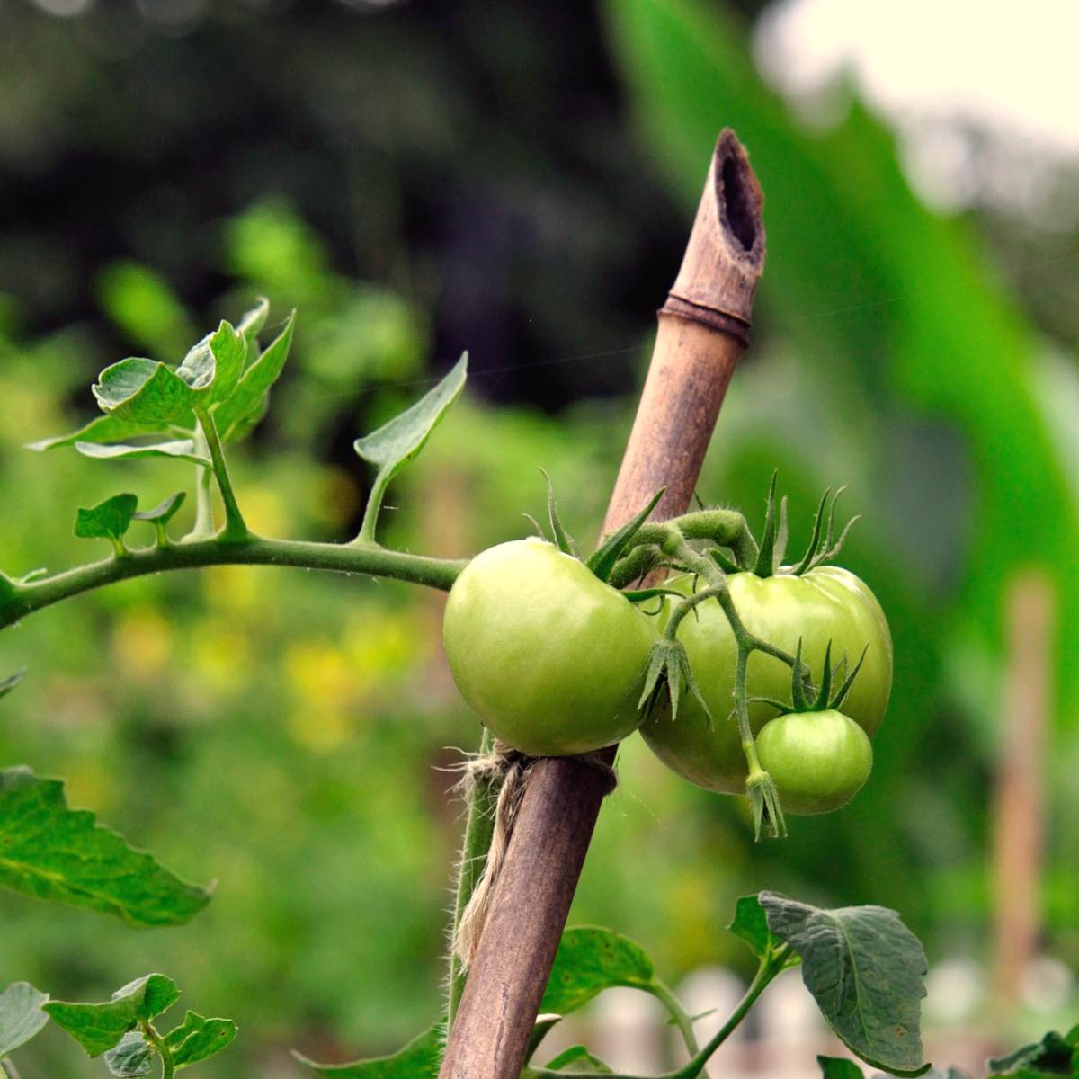 Tomato Stakes Bamboo - Wellcoindustries