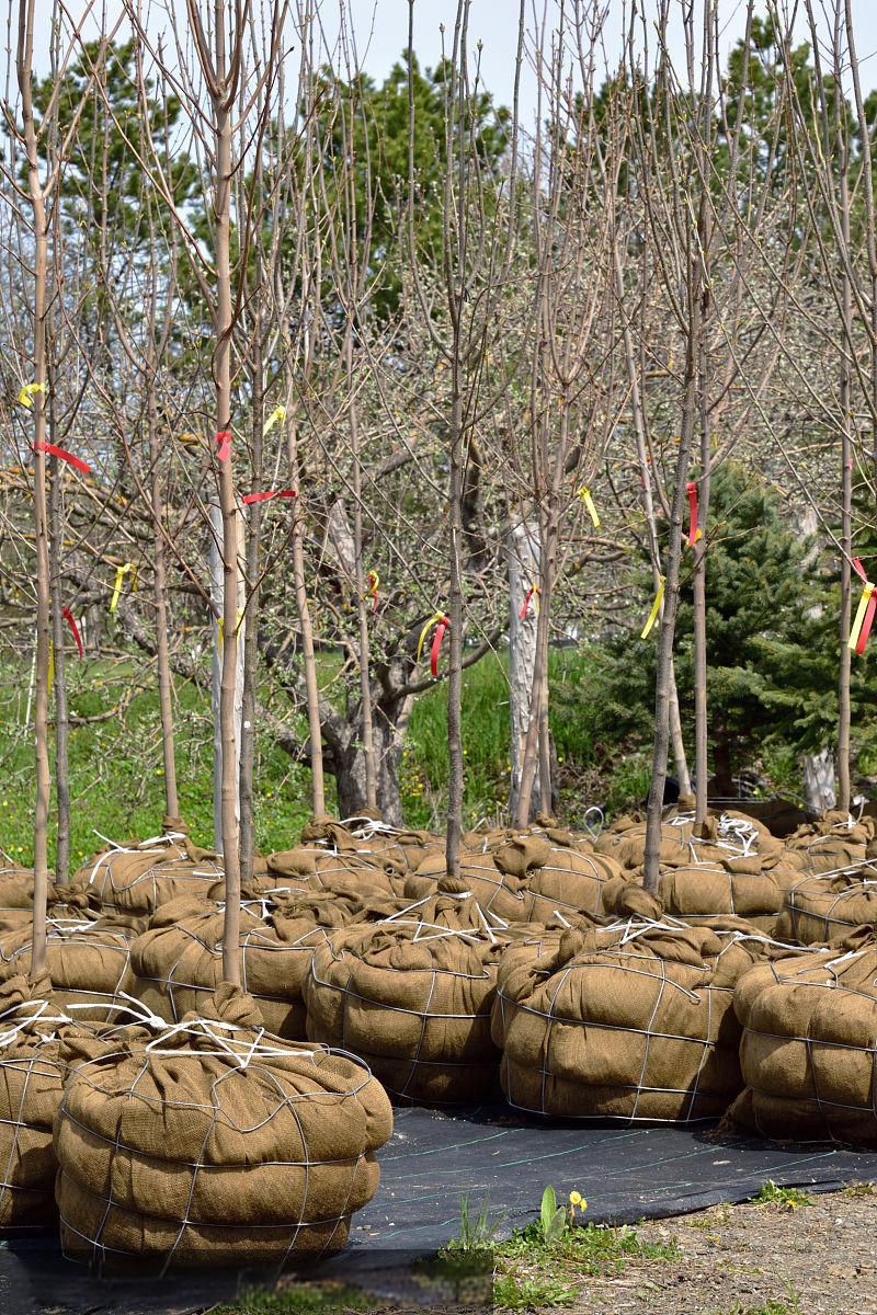 wrapping plants in burlap for winter