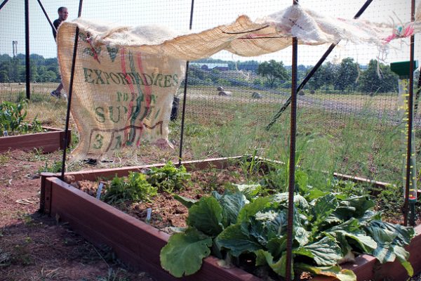 Burlap Shade for Plants