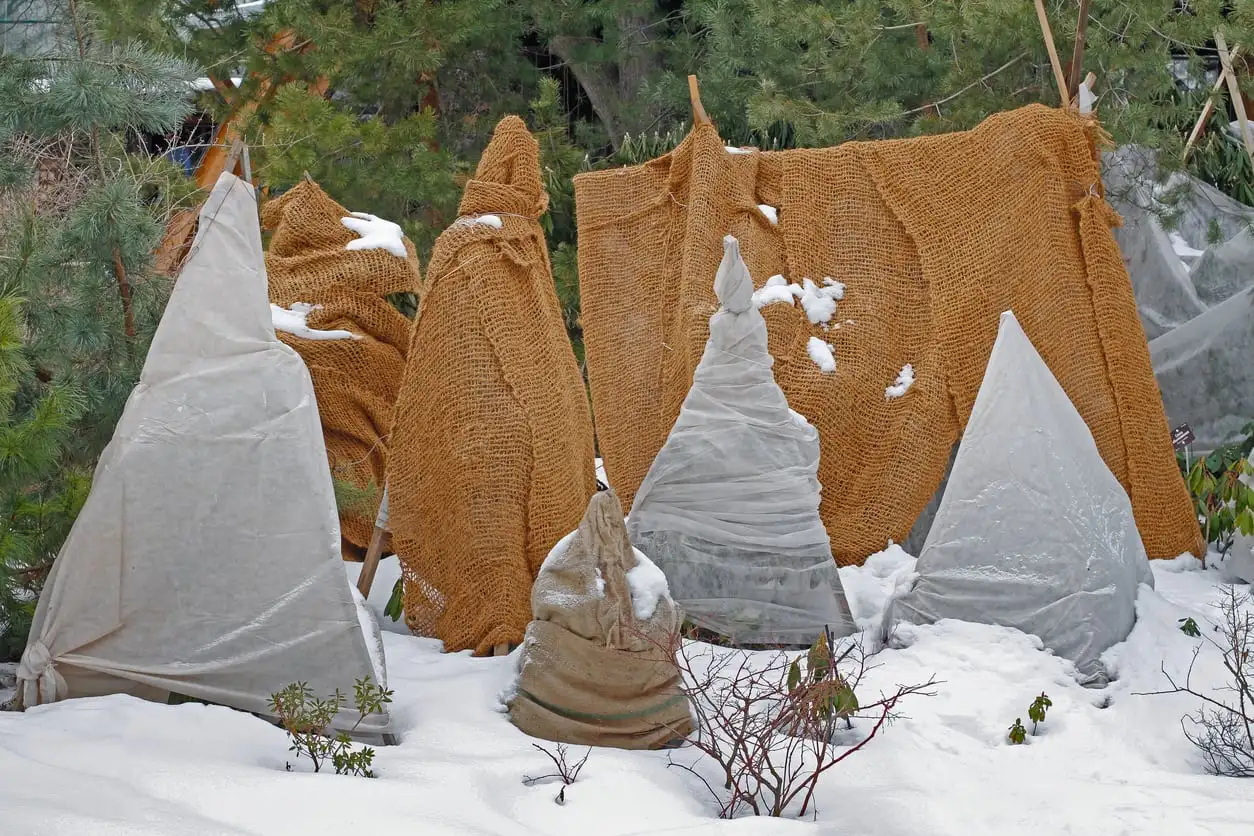 burlap for covering plants