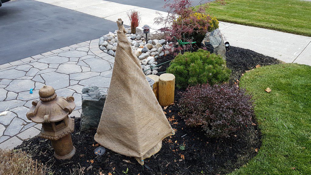 burlap to cover plants for winter