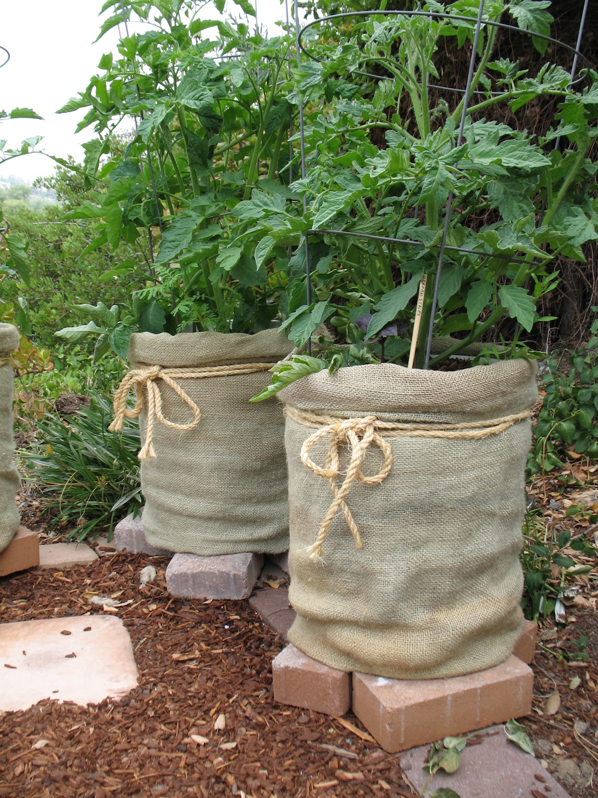 how to use a burlap bag for plants