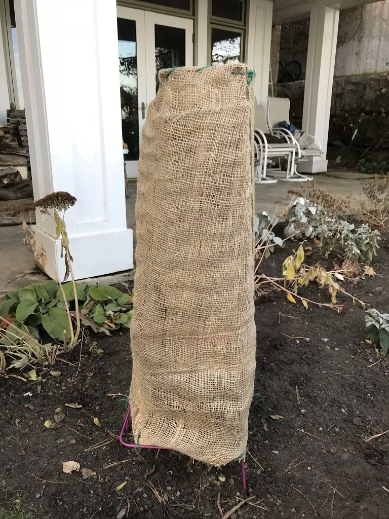 burlap for winterizing plants