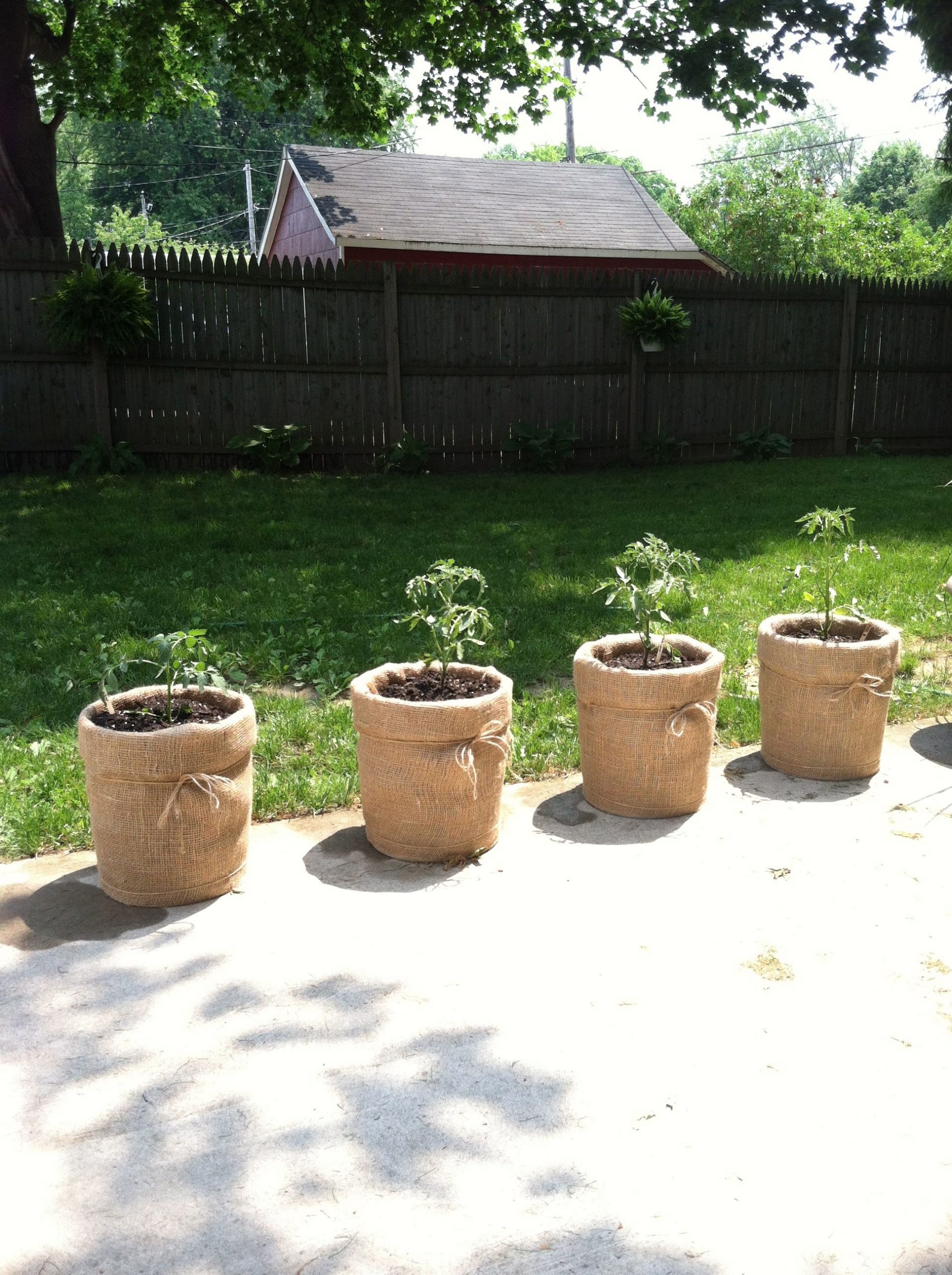 burlap for potted plants