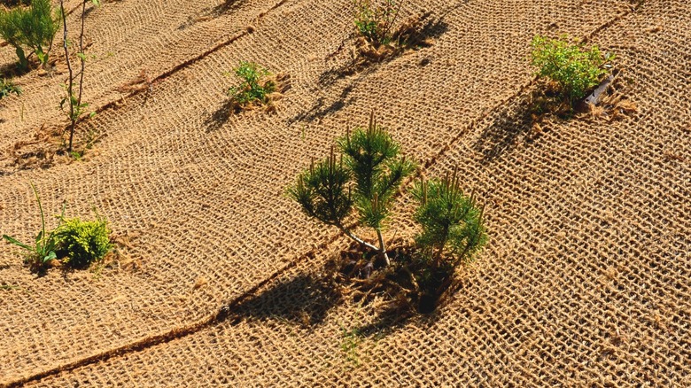 jute netting near me