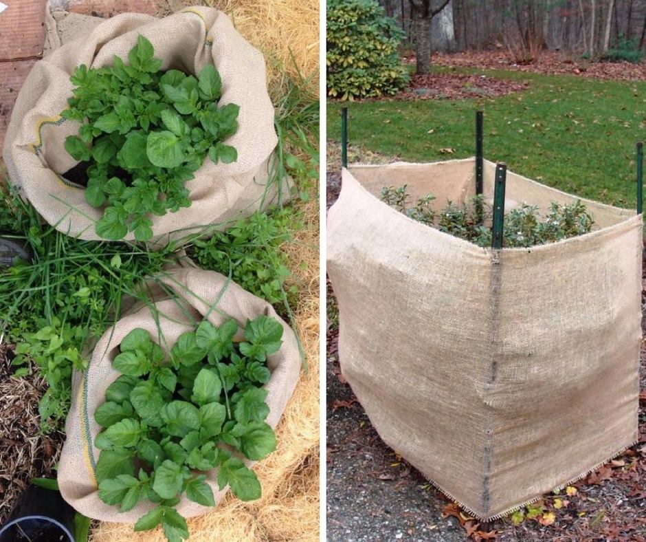 burlap covering for plants