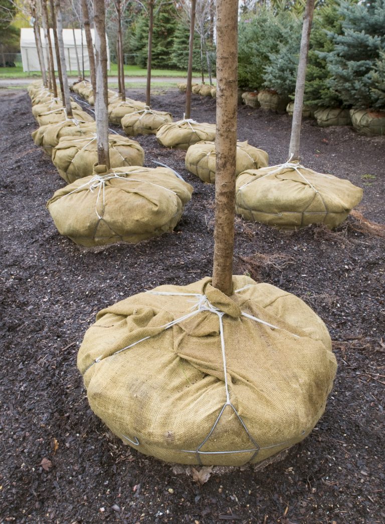 burlap for planting