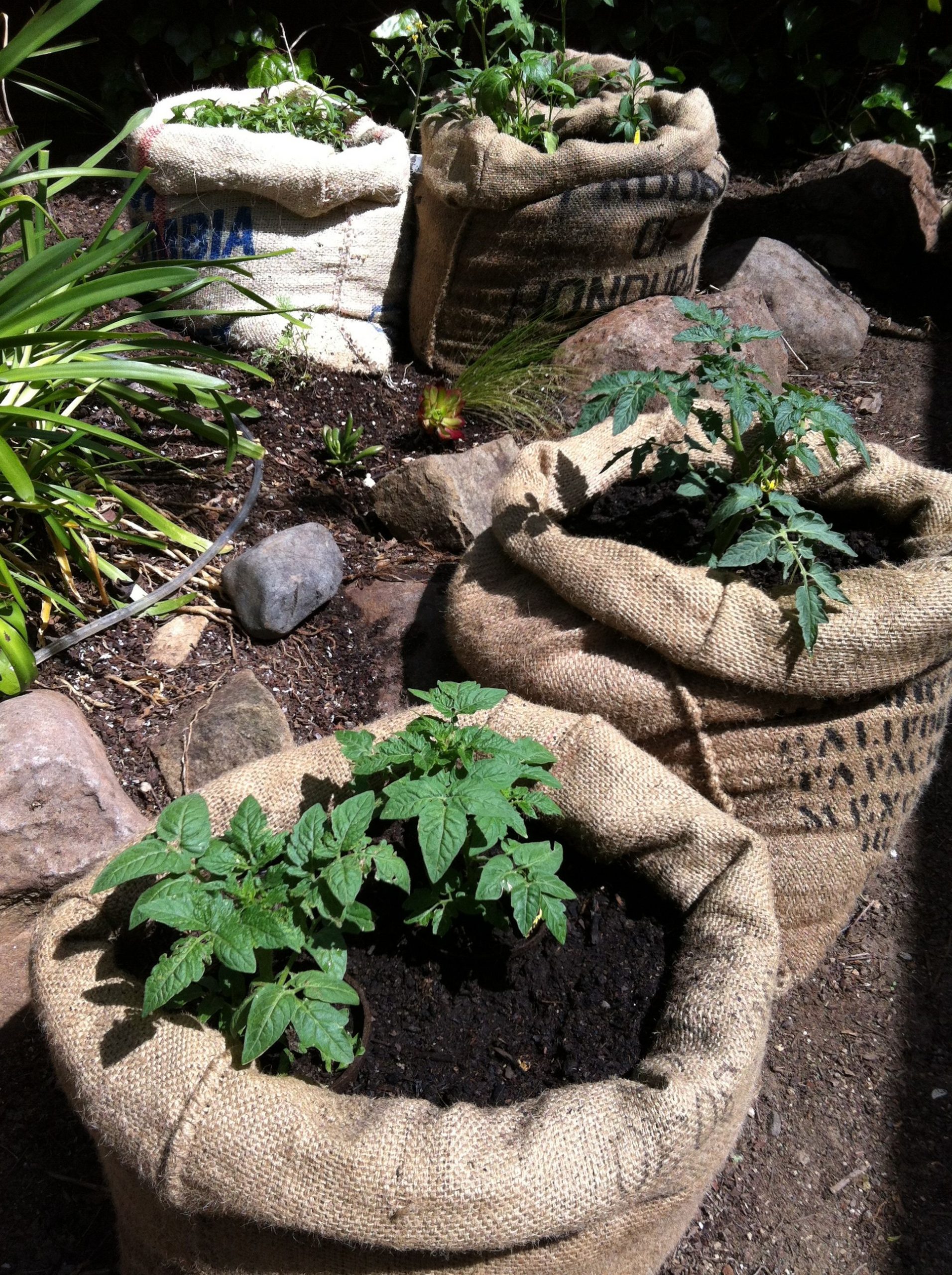 used burlap coffee grow bags for planting