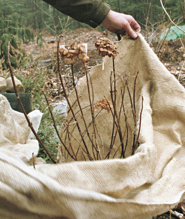 placing burlap over plants for frost protection